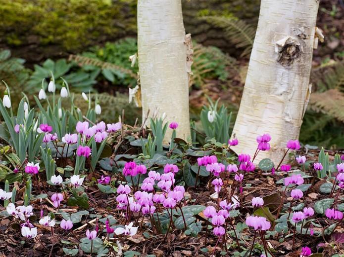 3rd February 2026 – Wall Heath Horticultural Guild